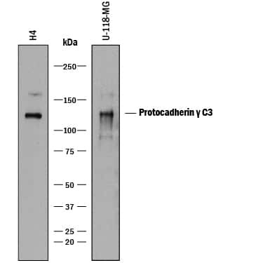 PCDHGC3 Antibody in Western Blot (WB)