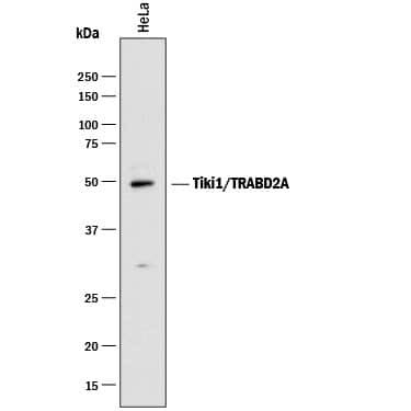 TRABD2A Antibody in Western Blot (WB)