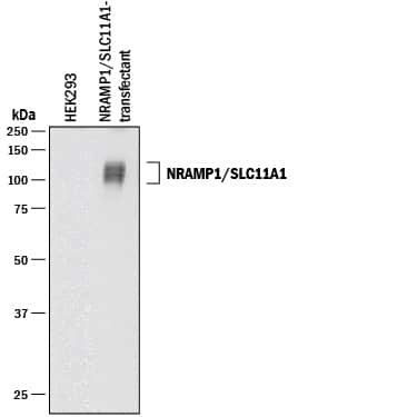 SLC11A1 Antibody in Western Blot (WB)