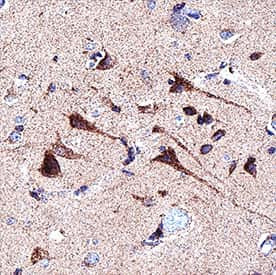FAM20B Antibody in Immunohistochemistry (Paraffin) (IHC (P))