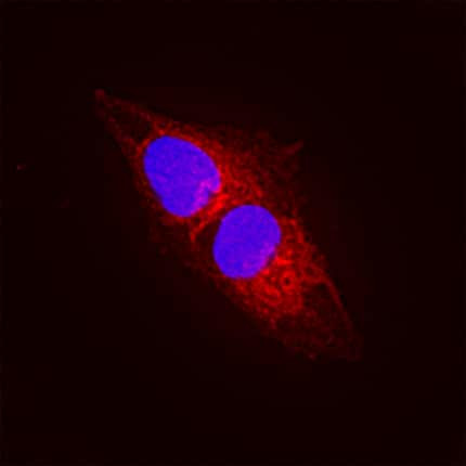 FAM20B Antibody in Immunocytochemistry (ICC/IF)