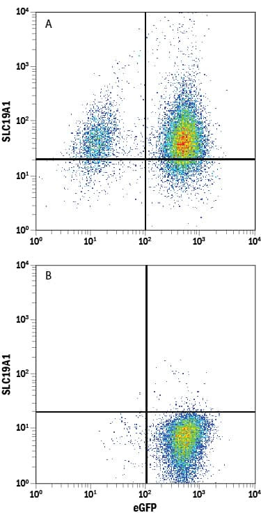 SLC19A1 Antibody in Flow Cytometry (Flow)