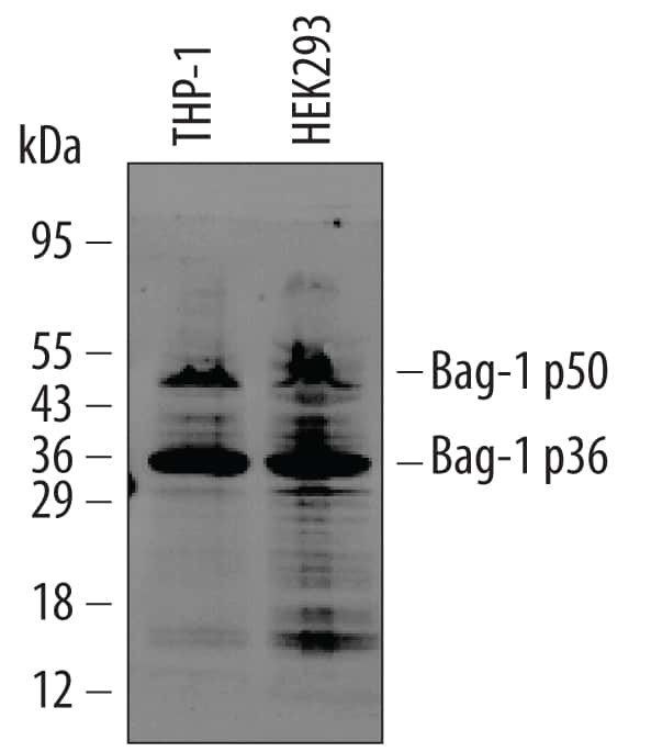 BAG1 Antibody in Western Blot (WB)