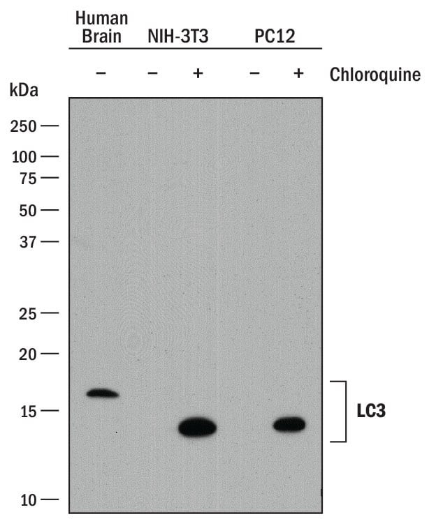 LC3A Antibody in Western Blot (WB)