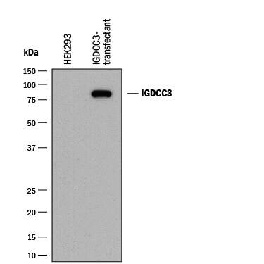 PUNC Antibody in Western Blot (WB)