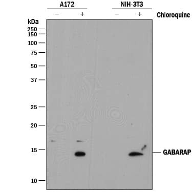 GABARAP Antibody in Western Blot (WB)