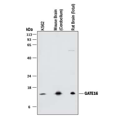 GABARAPL2 Antibody in Western Blot (WB)