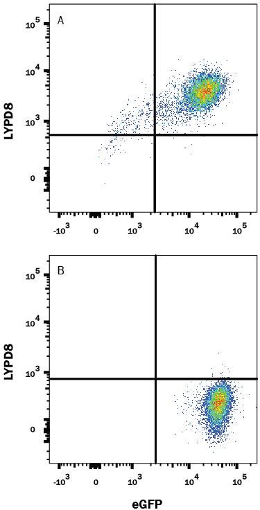 LYPD8 Antibody in Flow Cytometry (Flow)