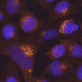 TMEM59 Antibody in Immunocytochemistry (ICC/IF)