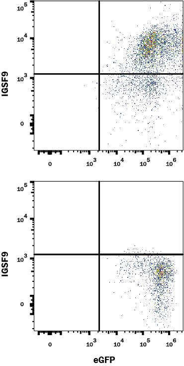IGSF9 Antibody in Flow Cytometry (Flow)