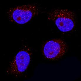 IFN epsilon Antibody in Immunocytochemistry (ICC/IF)