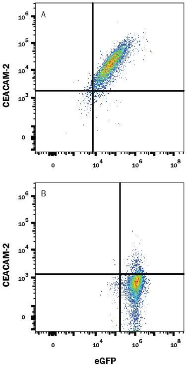CEACAM2 Antibody in Flow Cytometry (Flow)