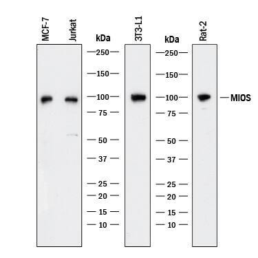 MIOS Antibody in Western Blot (WB)