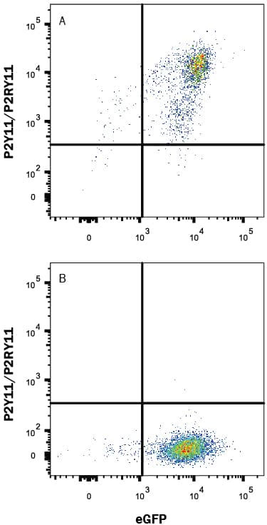 P2Y11 Antibody in Flow Cytometry (Flow)