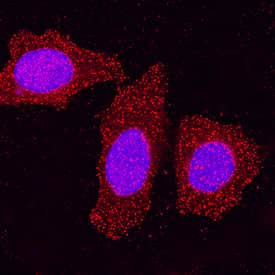 HIPK2 Antibody in Immunocytochemistry (ICC/IF)