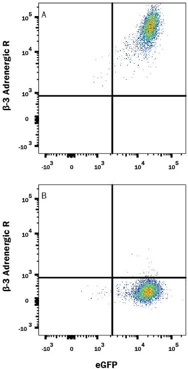 beta-3 Adrenergic Receptor Antibody in Flow Cytometry (Flow)