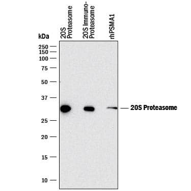 20S Proteasome Antibody in Western Blot (WB)