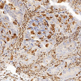 20S Proteasome Antibody in Immunohistochemistry (Paraffin) (IHC (P))