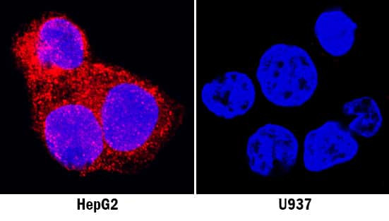 GDF15 Antibody in Immunocytochemistry (ICC/IF)