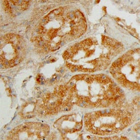 Angiopoietin 4 Antibody in Immunohistochemistry (Paraffin) (IHC (P))