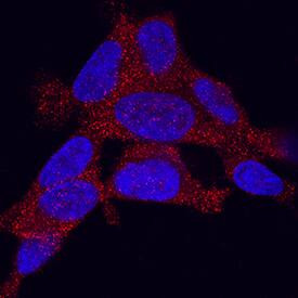 Adropin Antibody in Immunocytochemistry (ICC/IF)