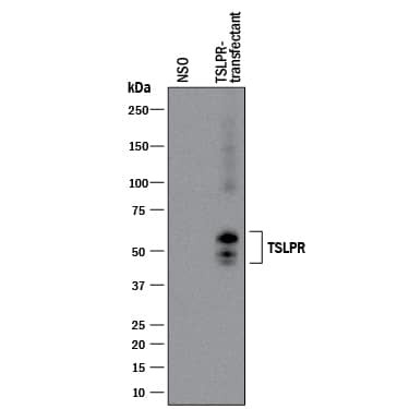 TSLP Receptor Antibody in Western Blot (WB)
