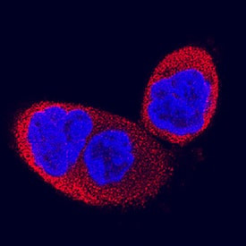 IMPA1 Antibody in Immunocytochemistry (ICC/IF)
