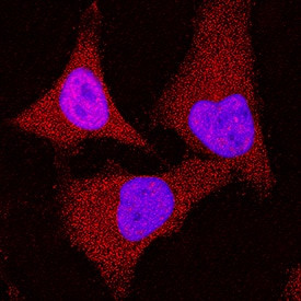 RSK1 Antibody in Immunocytochemistry (ICC/IF)