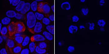 VSIG10 Antibody in Immunocytochemistry (ICC/IF)