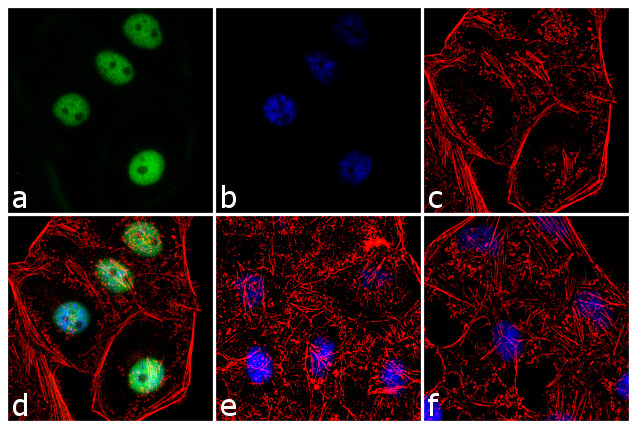 Cyclin A Antibody in Immunocytochemistry (ICC/IF)