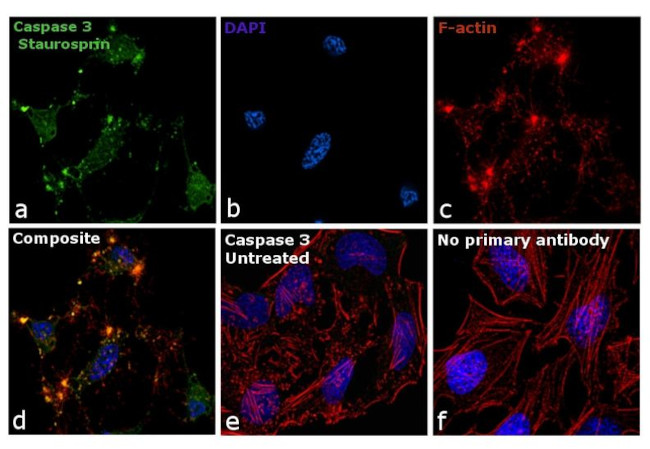 Caspase 3 Antibody in Immunocytochemistry (ICC/IF)