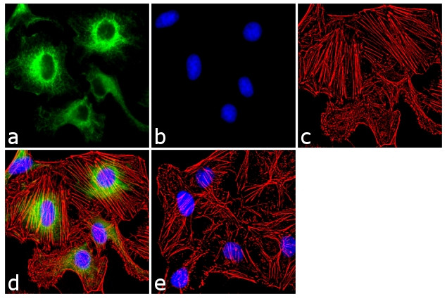 14-3-3 sigma Antibody in Immunocytochemistry (ICC/IF)