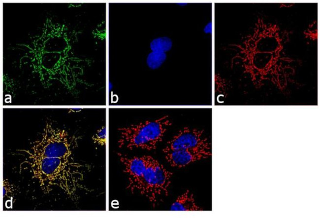 Mitochondria Antibody in Immunocytochemistry (ICC/IF)