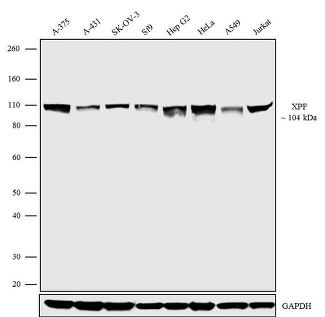 XPF Antibody in Western Blot (WB)