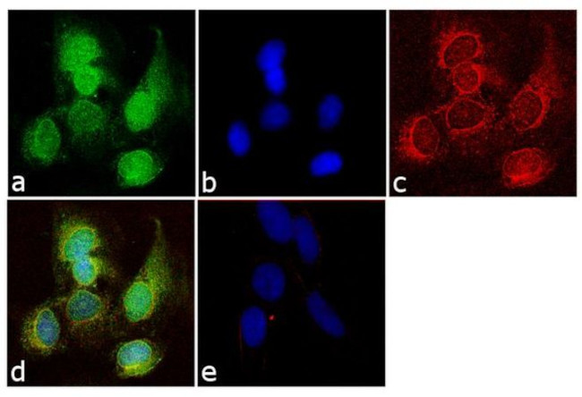 CA19-9 Antibody in Immunocytochemistry (ICC/IF)