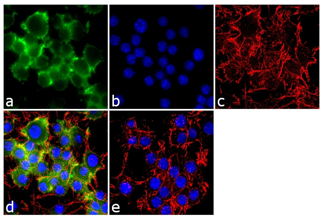CD30 Antibody in Immunocytochemistry (ICC/IF)