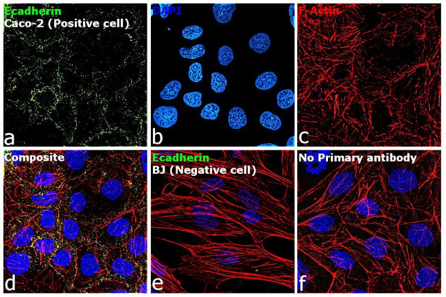 E-cadherin Antibody in Immunocytochemistry (ICC/IF)