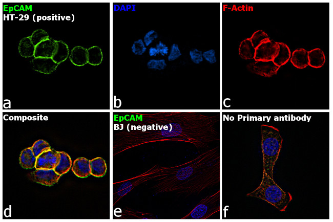 EpCAM Antibody in Immunocytochemistry (ICC/IF)