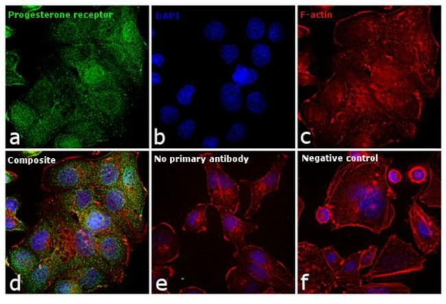 Progesterone Receptor Antibody in Immunocytochemistry (ICC/IF)