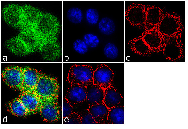 SULT1E1 Antibody in Immunocytochemistry (ICC/IF)
