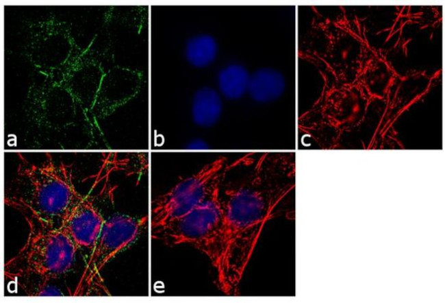 GNAI1 Antibody in Immunocytochemistry (ICC/IF)