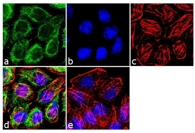 ErbB4 Antibody in Immunocytochemistry (ICC/IF)
