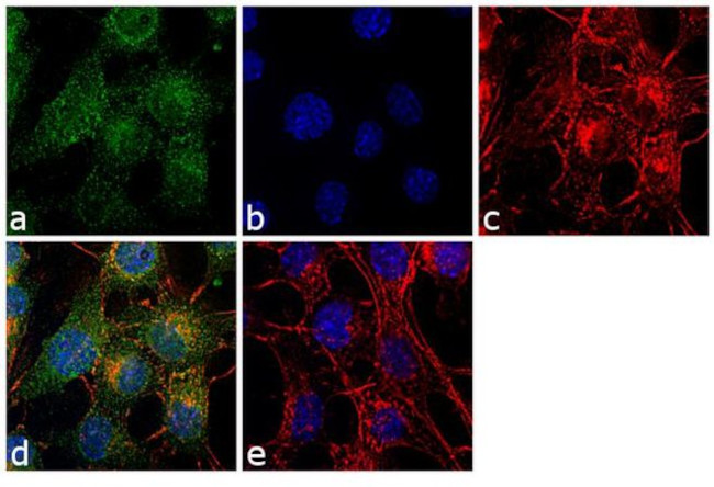 NRG1 Antibody in Immunocytochemistry (ICC/IF)