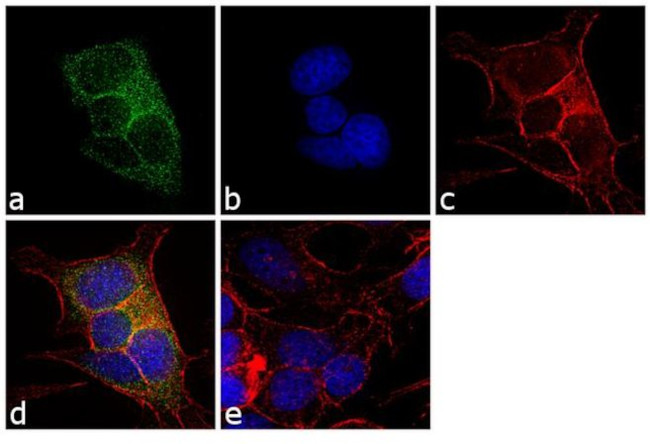 ErbB2 (HER-2) Antibody in Immunocytochemistry (ICC/IF)