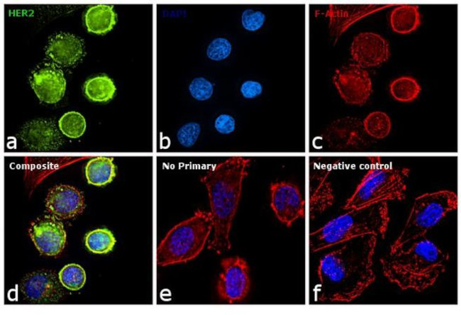 ErbB2 (HER-2) Antibody in Immunocytochemistry (ICC/IF)