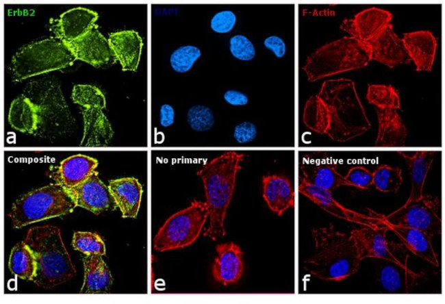 ErbB2 (HER-2) Antibody in Immunocytochemistry (ICC/IF)