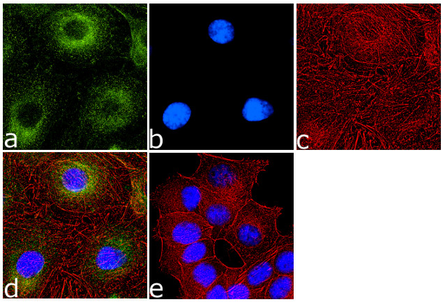 ErbB3 Antibody in Immunocytochemistry (ICC/IF)