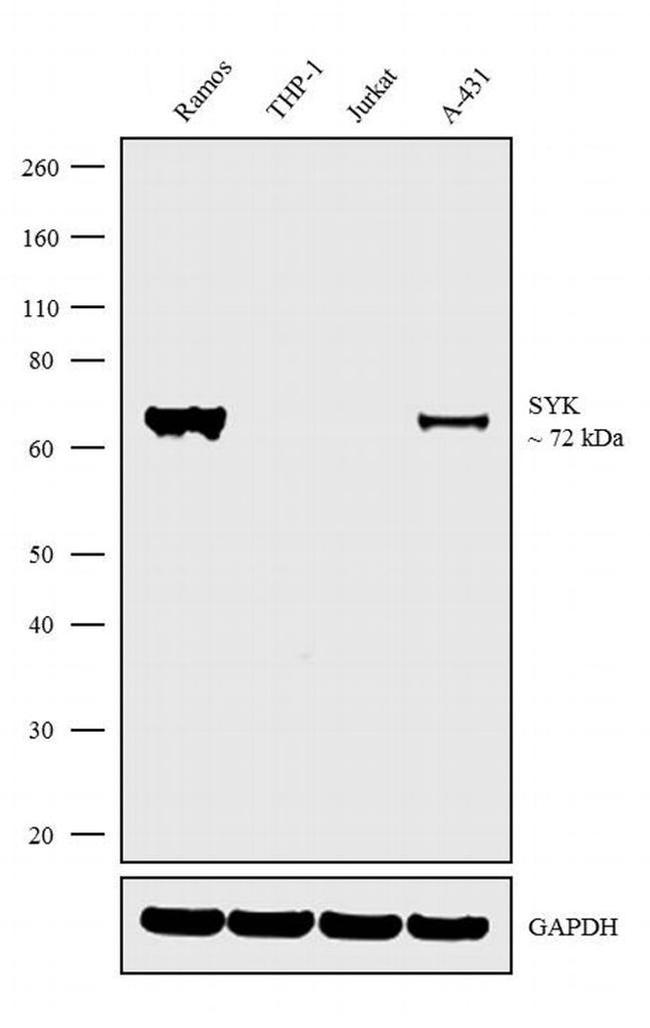 Syk Antibody in Western Blot (WB)
