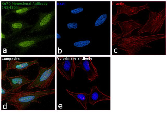 Ku70 Antibody in Immunocytochemistry (ICC/IF)