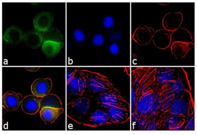 Cyclin B1 Antibody in Immunocytochemistry (ICC/IF)